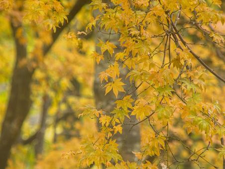色づいたもみじ 紅葉,秋,もみじの写真素材