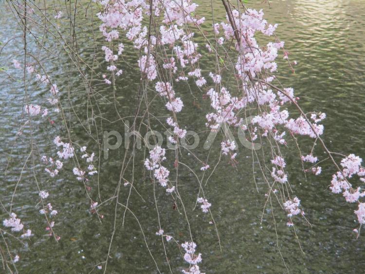 水辺の枝垂桜 枝垂桜,水辺,桜の写真素材