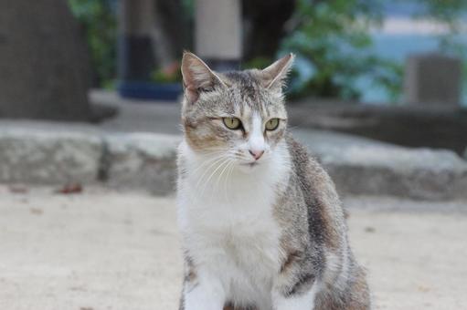 ねこ ねこの写真