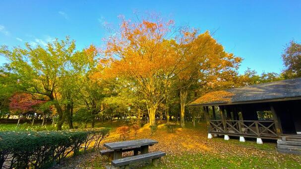 紅葉の北部公園（金沢） 紅葉,秋,公園の写真素材
