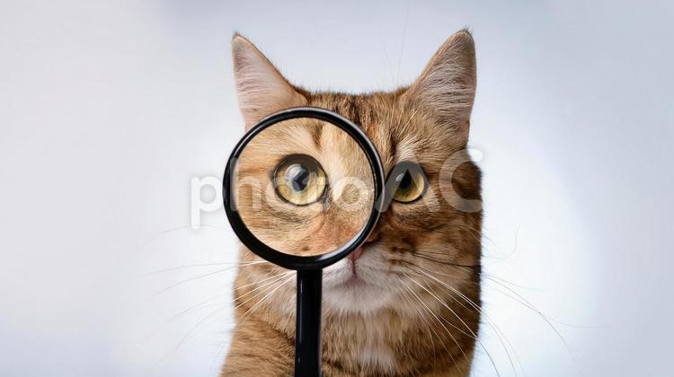 虫眼鏡でこちらを見る猫 猫,虫眼鏡,ルーペの写真素材
