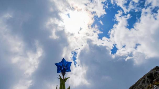 孤高のリンドウ#04Aiの写真