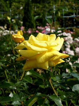 バラ園に咲く黄色いバラの花 バラ,花,植物の写真素材
