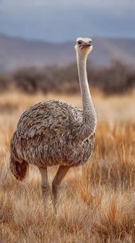 大自然の中のダチョウ 大自然の中のダチョウの写真