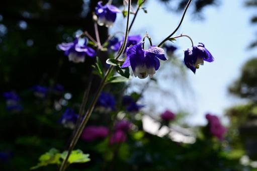 セイヨウオダマキの花01 セイヨウオダマキの花01 セイヨウオダマキ,キンポウゲ科,多年草の写真素材