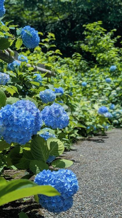 公園の散歩道、アジサイの彩り 紫陽花,アジサイ,花の写真素材