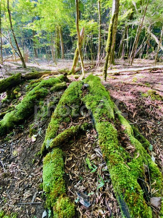 段戸裏谷原生林 段戸裏谷原生林,色,鮮やかの写真素材