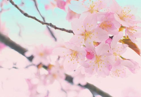 桜 桜の写真