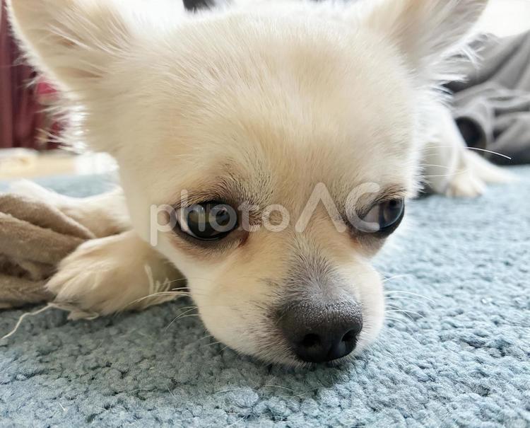 白いチワワのアップ チワワ,ペット,犬の写真素材