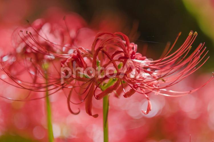 秩父巾着田に咲く曼珠沙華の花 曼珠沙華,彼岸花,ヒガンバナの写真素材