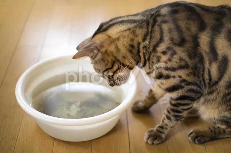 洗面器のザリガニを覗くベンガル猫 猫,ベンガル,ベンガル猫の写真素材