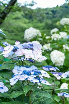 満開のアジサイ 満開のアジサイの写真