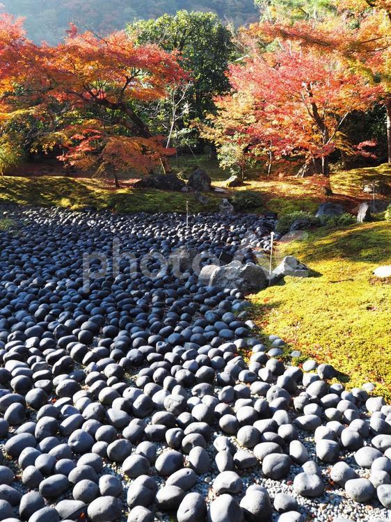 秋の京都嵐山　宝厳院の庭園と紅葉 紅葉,日本庭園,庭園の写真素材