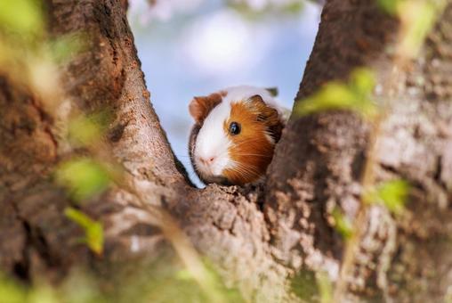 Photo, guinea pig, a pet, animal, 