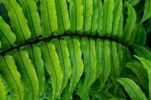 夏のシダ 夏のシダ シダ,シダ植物,ライムグリーンの写真素材