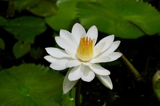 White Water Lily, JPG