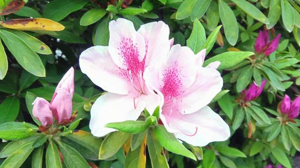 Azalea, JPG Azalea, JPG