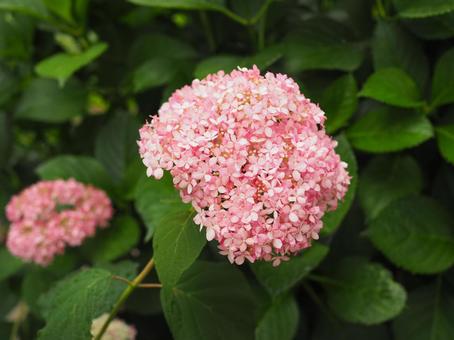 ピンクの紫陽花 ピンクの紫陽花 アジサイ,紫陽花,ピンクの写真素材