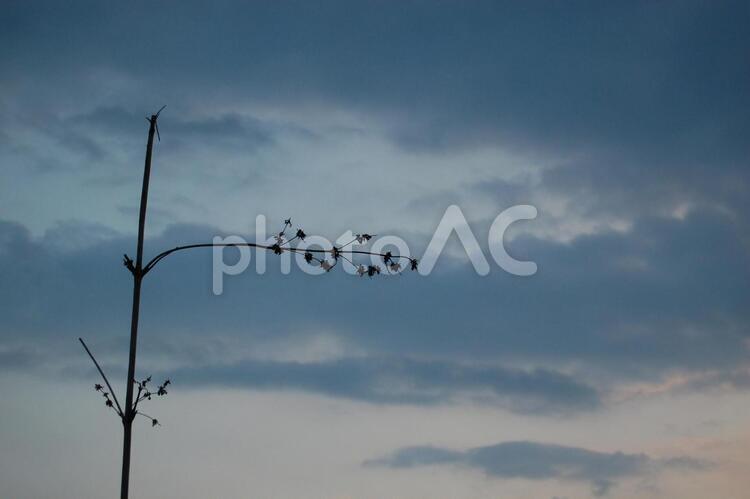 寂し気な風景 枯れ木,枯れた木,寂し気な風景の写真素材