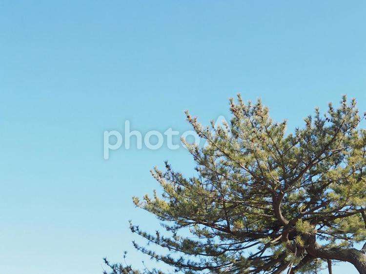 青空と松の木 青空,空,木の写真素材