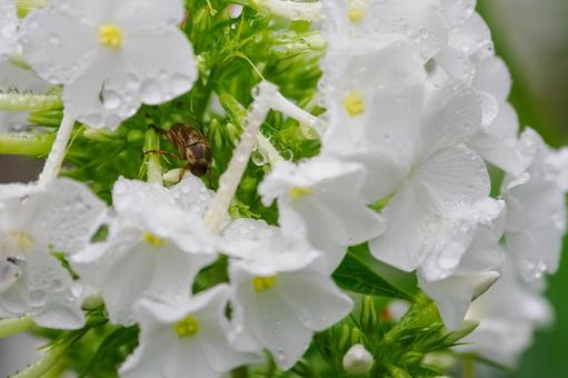 セマダラコガネ⑴ セマダラコガネ⑴ 昆虫,セマダラコガネ,虫の写真素材
