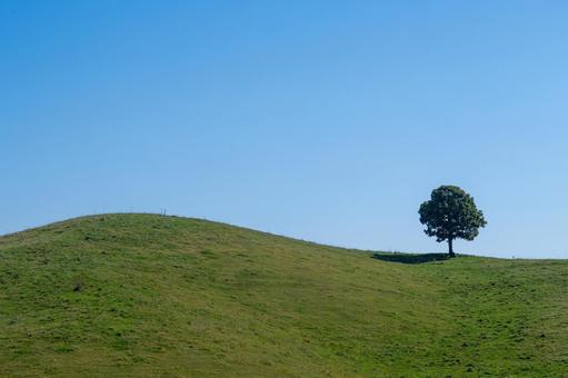 緑の丘に立つ一本の大樹 丘,一本の木,木の写真素材