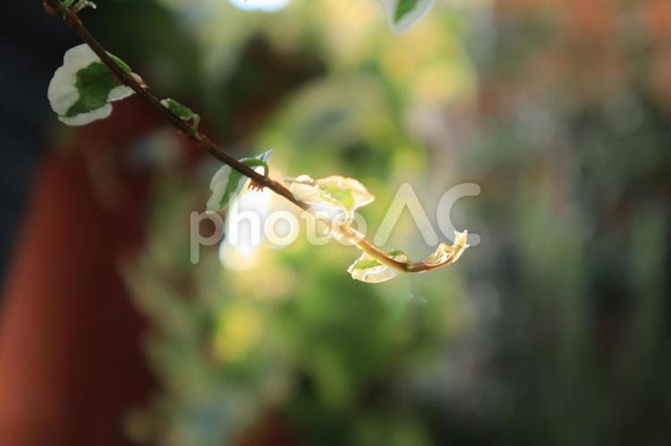 背景　背景画像　キラキラ　壁紙　緑　光　水滴　日射し　植物　しずく　朝　朝日　グリーン 背景,背景画像,キラキラの写真素材