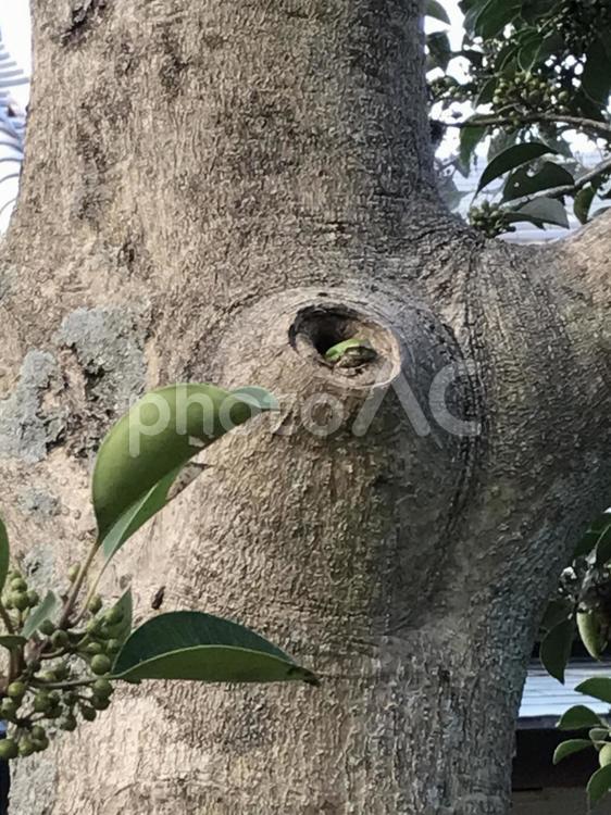 カエルのかくれんぼ カエル,かくれんぼ,隠れるの写真素材