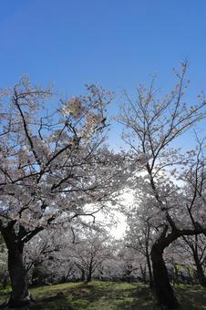 満開になった桜の林 桜,芝生,桜並木の写真素材