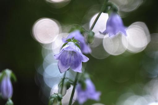 花 花の写真