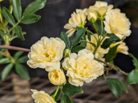 かわいいモッコウバラの写真