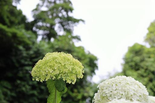 紫陽花グリーン 紫陽花グリーンの写真