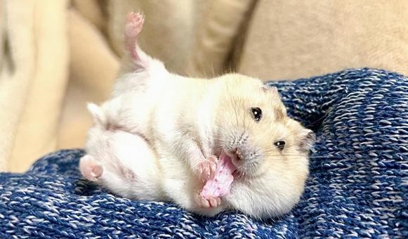 Yellow Djungarian relaxing on hand 3, JPG
