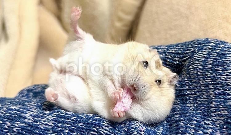 手乗りで寛ぐイエロージャンガリアン3 イエロージャンガリアン,ジャンガリアンハムスター,ハムスターの写真素材