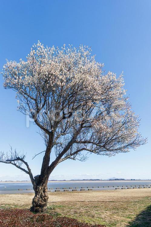 青空と遊水池の一本の梅の木 白梅,うめ,春近しの写真素材