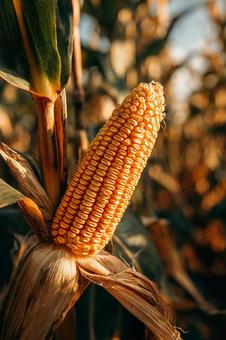 黄金の粒が美しいトウモロコシの写真