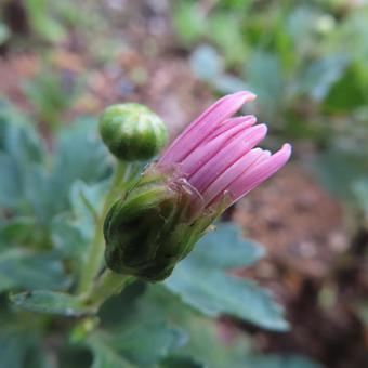 キク（菊） キク,菊,花の写真素材