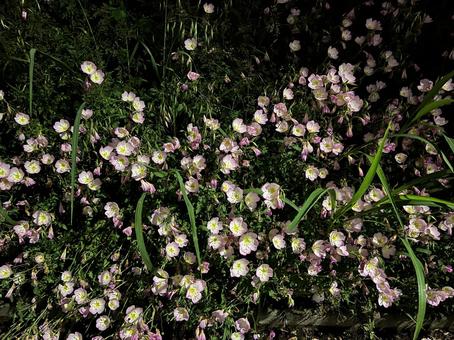 夜の花 夜の花 ネモフィラ,美しい,ブルーの写真素材