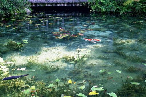 岐阜県関市 絵画の風景のようなモネの池 岐阜県関市 絵画の風景のようなモネの池の写真