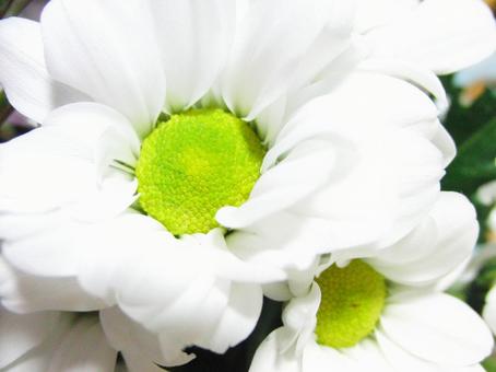 小さな白い花 小さな白い花 花,フラワー,白の写真素材