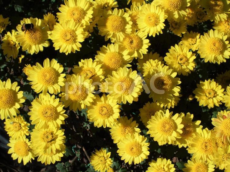 黄色い　くっきりした色の小菊 菊,黄色い花,黄色い菊の写真素材