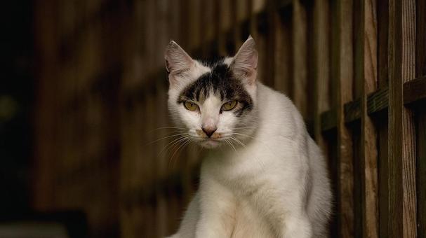 白黒の野良猫 白黒の野良猫 猫,野良猫,猫の顔の写真素材