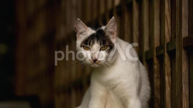 白黒の野良猫 猫,野良猫,白黒の写真素材