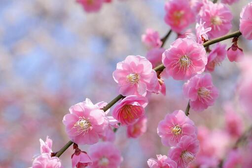 梅の花　春の訪れ 梅,春,花の写真素材