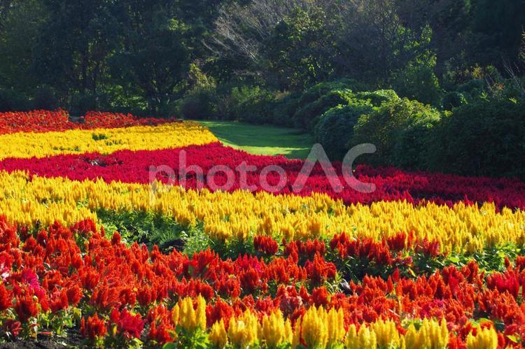 くじゅう花公園のケイトウ 花,ケイトウ,くじゅう花公園の写真素材