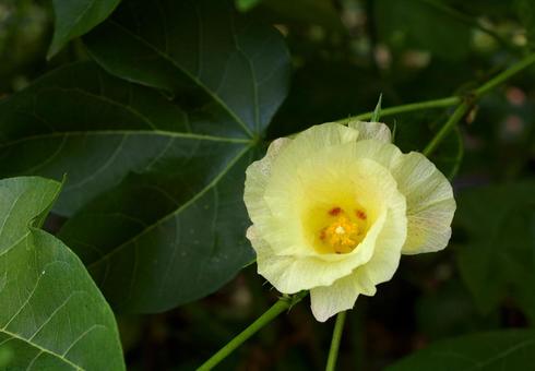 カイトウメン カイトウメン,海島綿,シーアイランドワタの写真素材