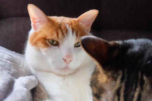 Friendly Cats_38, JPG