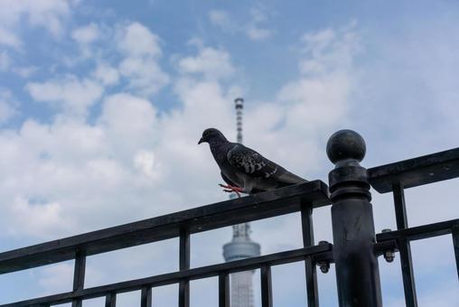 青空の下、柵に佇むハト ハト,鳩,鳥の写真素材
