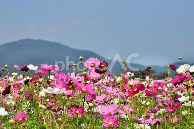 秋桜、コスモス、花畑、青空、群生 コスモス,こすもす,秋桜の写真素材