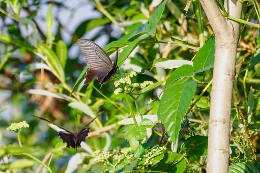 クロアゲハ⑶ クロアゲハ⑶ 蝶,クロアゲハ,昆虫の写真素材